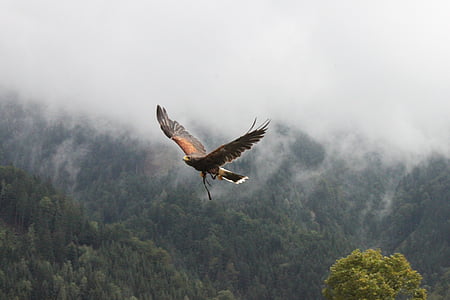 brown bird flying over green leaf trees during daytime thumbnail