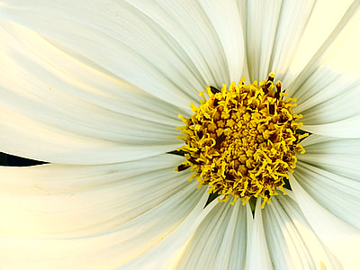 shallow photography of yellow and white flower thumbnail