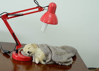 golden retriever puppy sleeping on wooden table covered with gray blanket beside red study lamp thumbnail