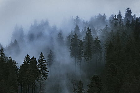 Aerial Photo of Pine Trees thumbnail