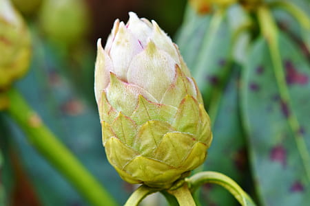 close-up photography of green petaled flower thumbnail