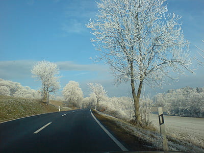 snowy tree near road thumbnail