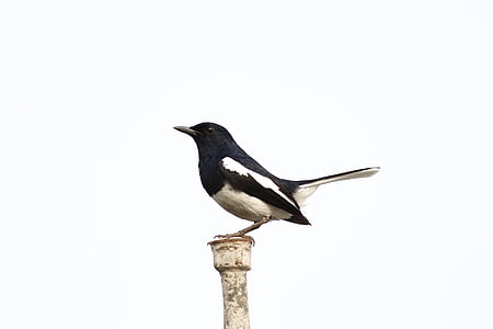 black and white bird standing on white metal rod thumbnail