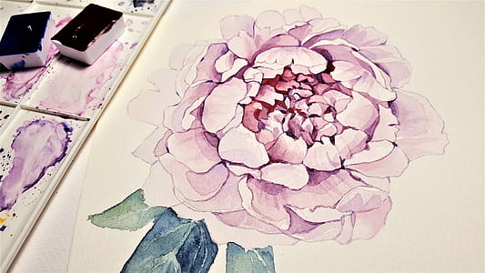 pink peony flower painting thumbnail