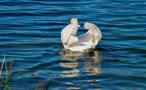 white swan swimming thumbnail