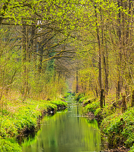 green leafed trees beside a river thumbnail
