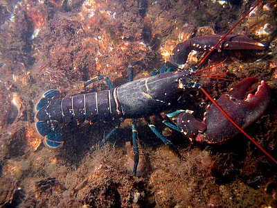 European Lobster - Homarus gammarus thumbnail