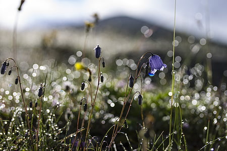 purple flowers thumbnail