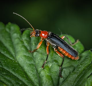 Black, Orange, and Red Cricket thumbnail