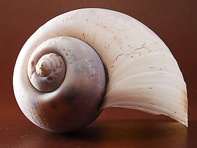 close-up of white shell thumbnail