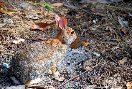 brown hare on ground surrounded by leaves thumbnail