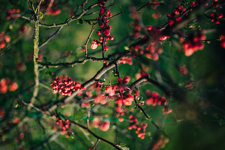 Red rowan on branches thumbnail