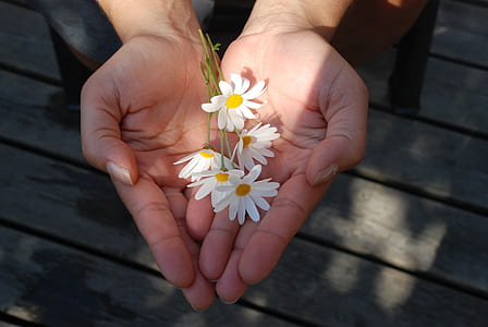 white daisy flower on person palm thumbnail