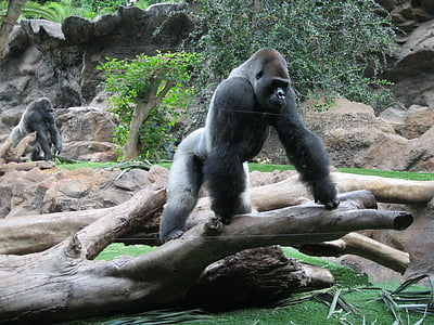 gorilla on driftwood thumbnail