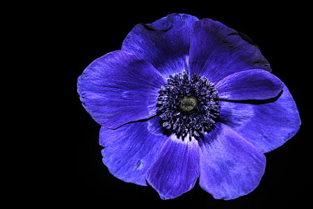 blue petunia flower thumbnail