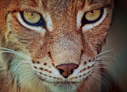 closeup photography of brown animal thumbnail