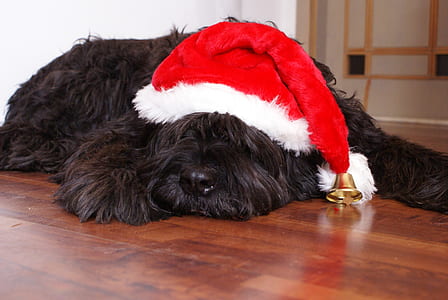 photo of long-coated black dog with red and white Christmas hat thumbnail