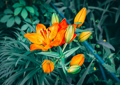 orange petaled flowers in closeup photography thumbnail