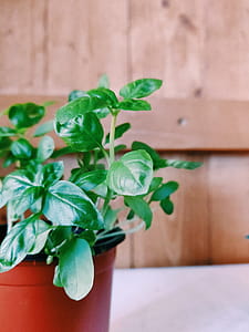 Close-Up Photo of Plant on Pot thumbnail