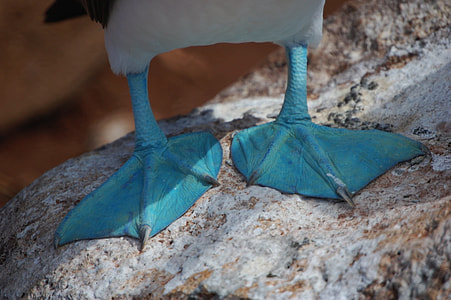 blue feet duck thumbnail