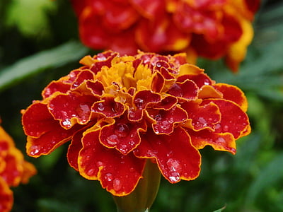 selective focus photo of red and yellow marigold flower thumbnail