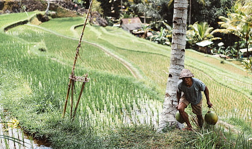 man holding two coconuts near tree thumbnail