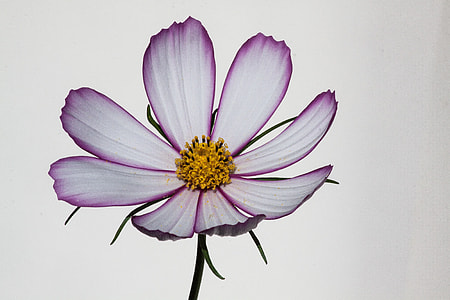 Cosmos, Como Bipinnatus thumbnail