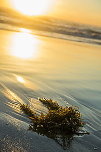 Seaweed Washed Up On Beach Photo thumbnail