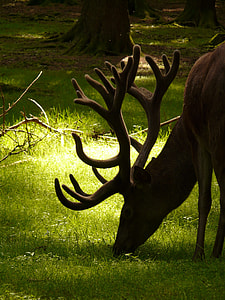 wildlife photography of brown caribou thumbnail