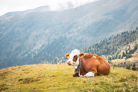 Cow Relaxing on Pastures in the Middle of Mountains thumbnail