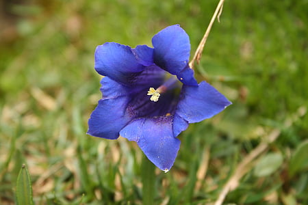close-up photo of purple bellflower thumbnail