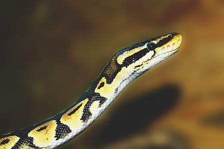 Python Snake thumbnail