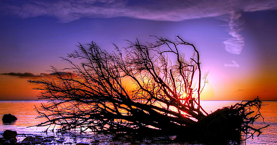 silhouette of tree near body of water under calm sky during golden hour thumbnail