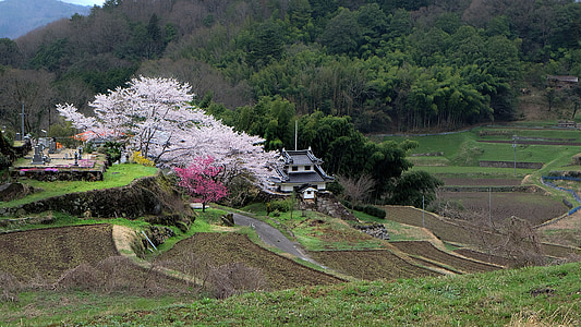 landscape photo of white and black house near white leaf trees thumbnail