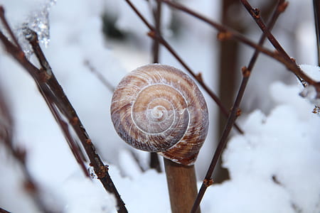 brown shell thumbnail
