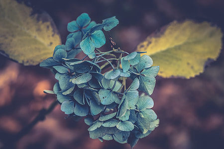 selective photo of green flowers thumbnail