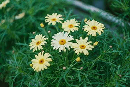 Daisy Flower Surrounded by Grass thumbnail