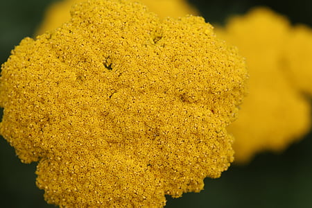 selective focus photography of brown plant thumbnail