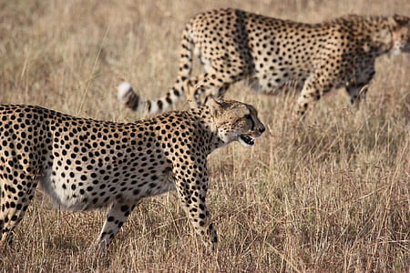 two cheetahs on ground thumbnail