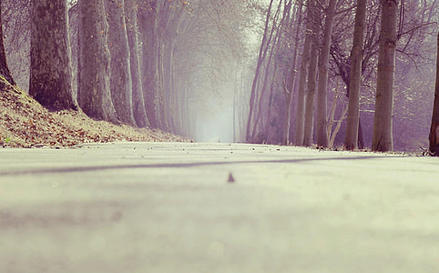 grey concrete road with trees on the side thumbnail