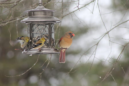 selective focus photography of three birds on candle lantern thumbnail