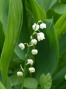 white lily of the valley flower in selective focus photography thumbnail