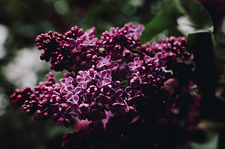 shallow focus photo of flowers thumbnail