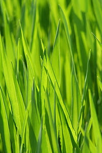 Green Grass thumbnail