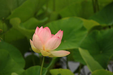 Tulip Flower thumbnail
