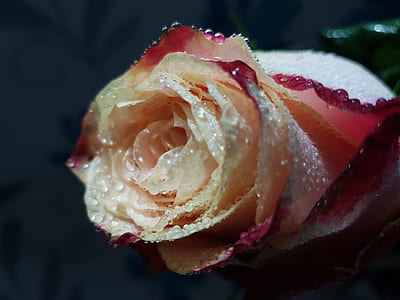 macro shot photography of white-and-red rose thumbnail