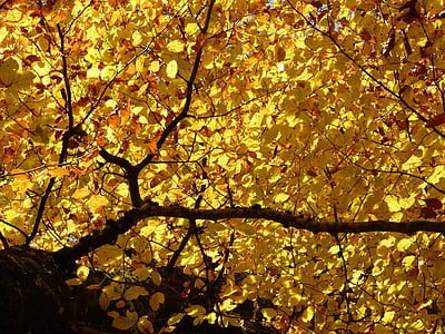 yellow tree thumbnail
