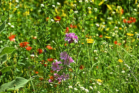 shallow focus photography of flowers thumbnail