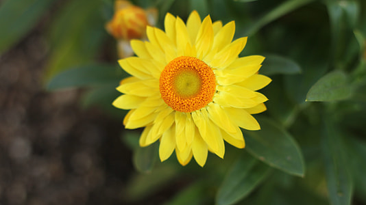 Yellow Flower, Flower Gardens thumbnail