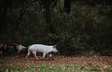 pig walking beside trees and plants thumbnail
